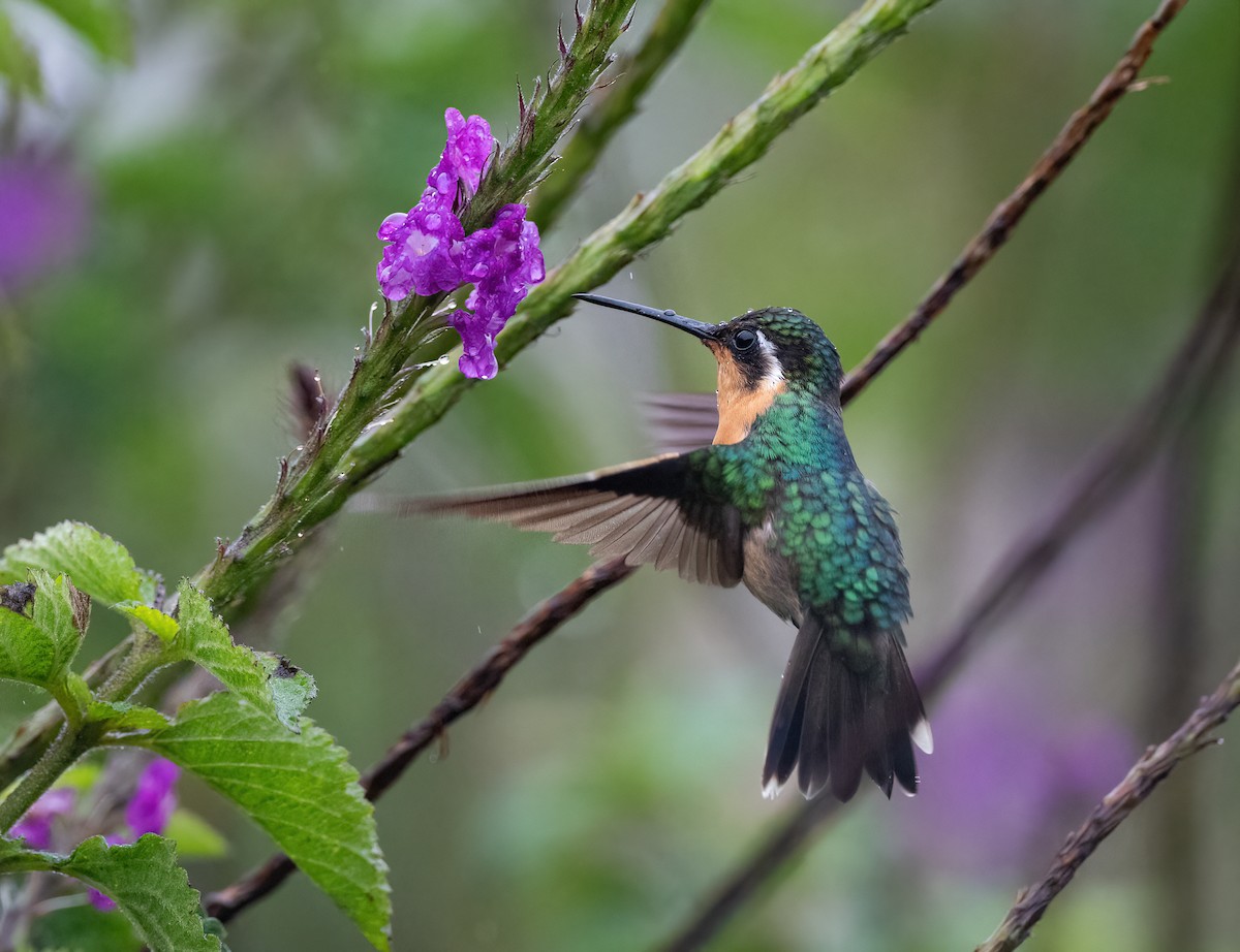 Purple-throated Mountain-gem - ML647037933