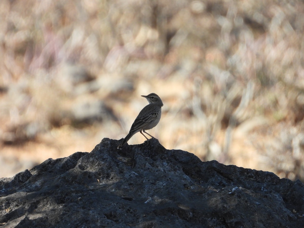 Tawny Pipit - ML647037938