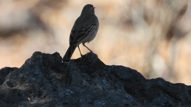 Tawny Pipit - ML647037940