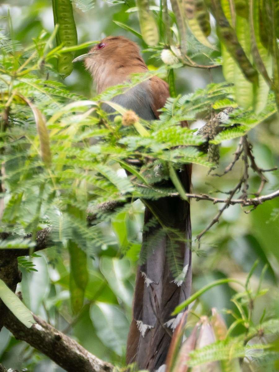 Common Squirrel-Cuckoo - ML647037942