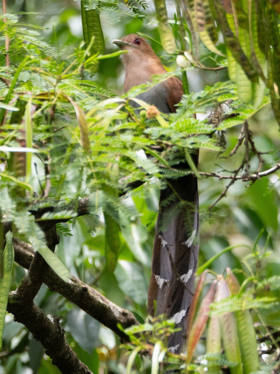 Common Squirrel-Cuckoo - ML647037943