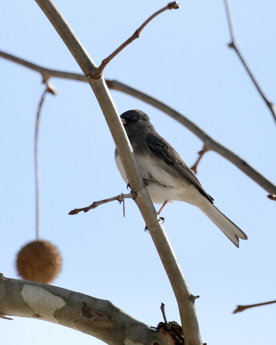 Dark-eyed Junco - ML647037944