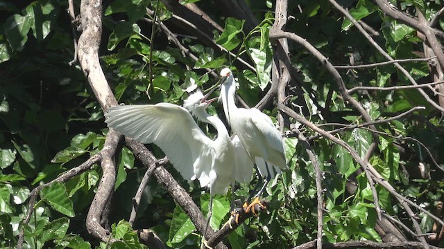 Garceta Nívea - ML647037947