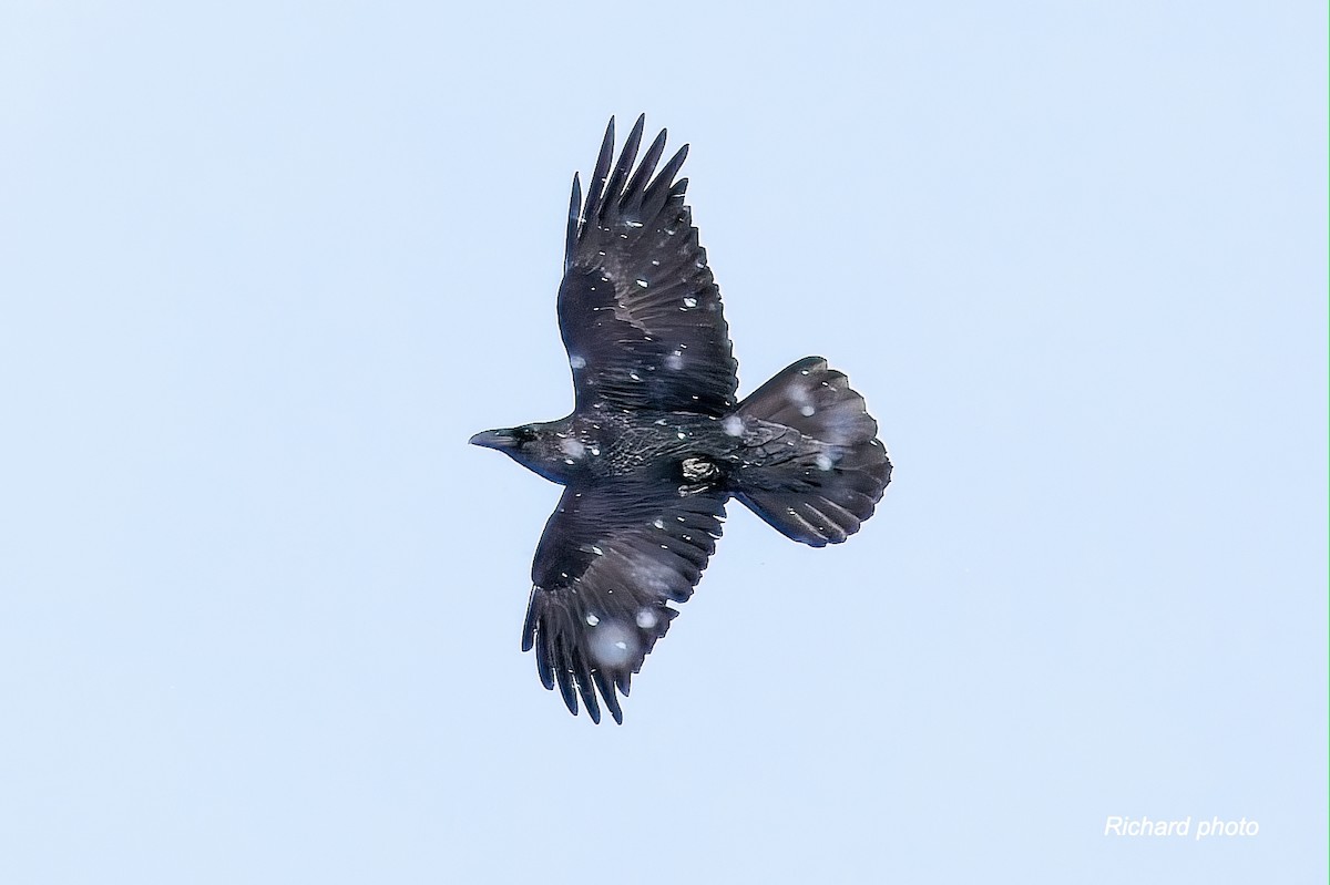 Common Raven - ML647037959