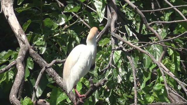 אנפית בקר מערבית - ML647037960