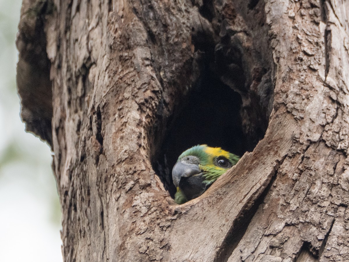 Turquoise-fronted Amazon - ML647037964