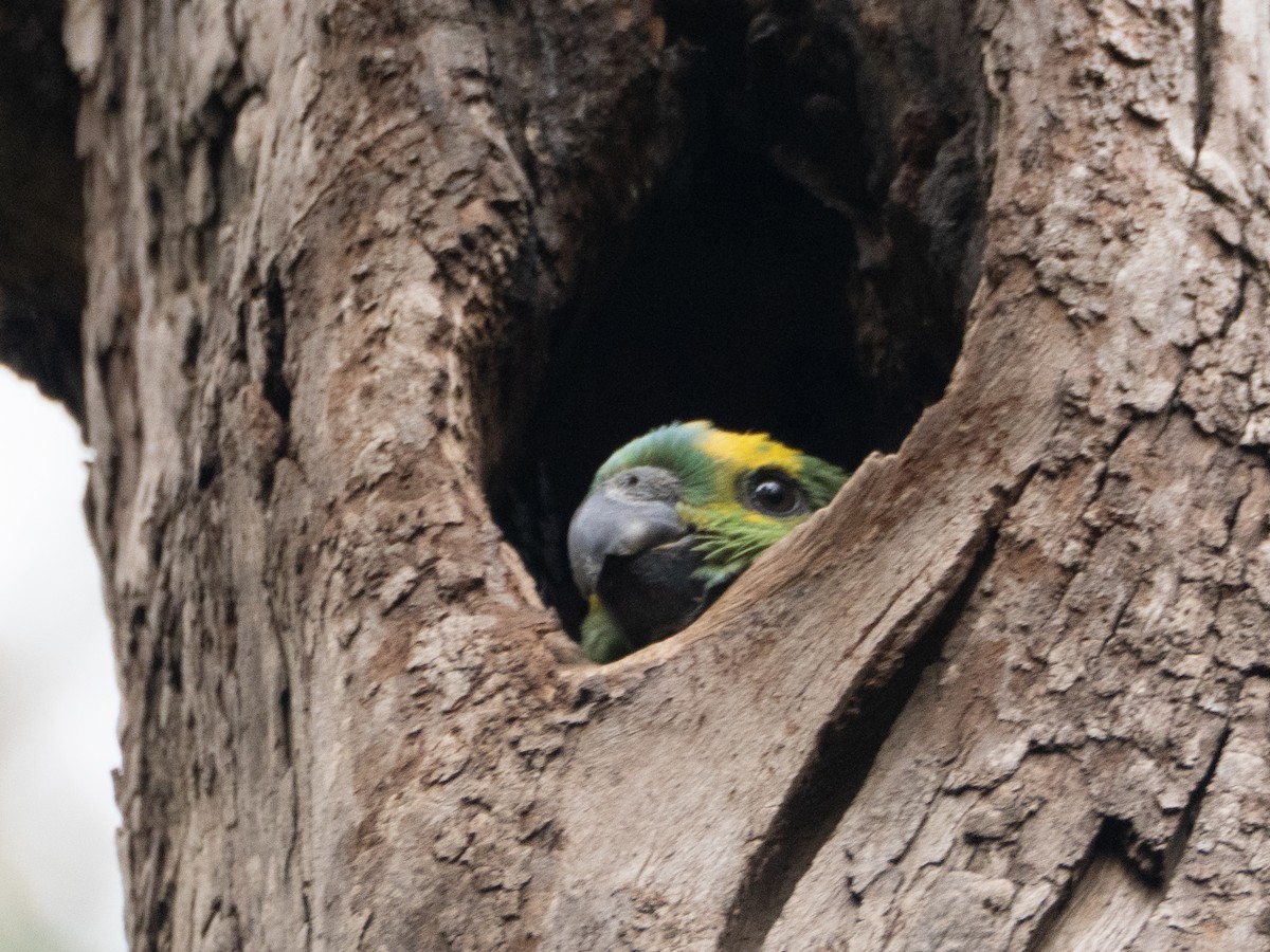 Turquoise-fronted Amazon - ML647037965