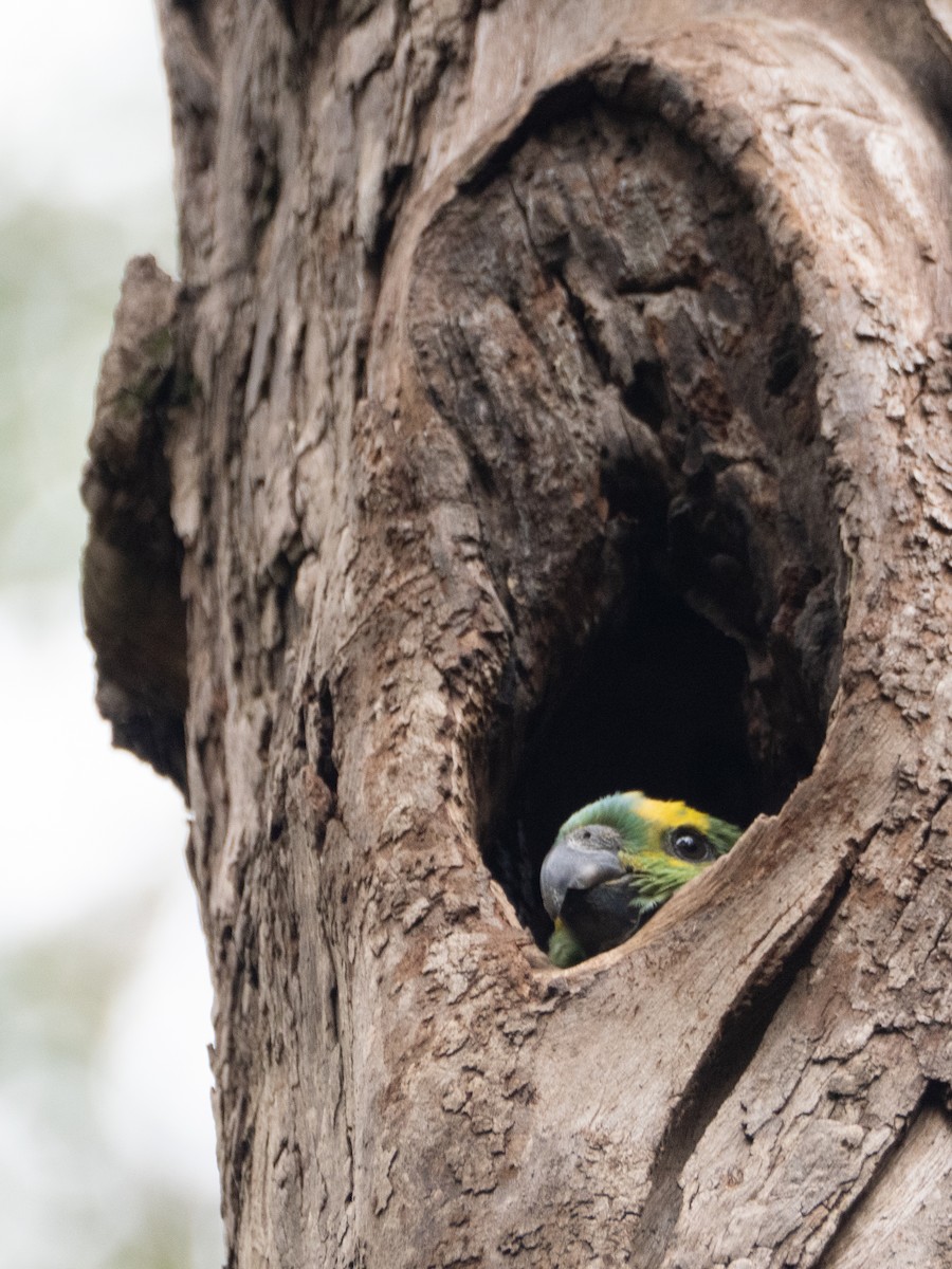 Turquoise-fronted Amazon - ML647037966