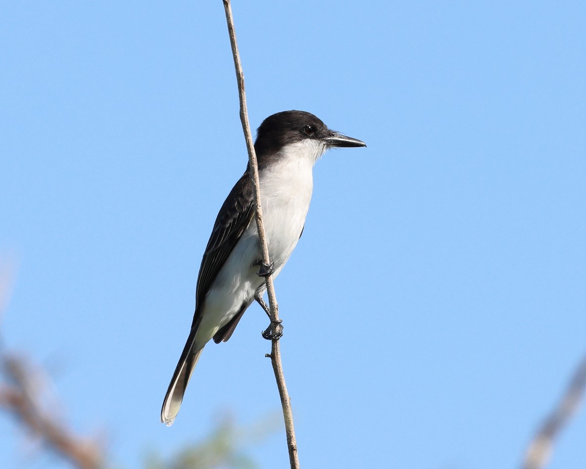 Loggerhead Kingbird - ML647037969