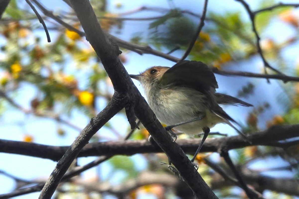 Fulvous-faced Scrub-Tyrant - ML647037980