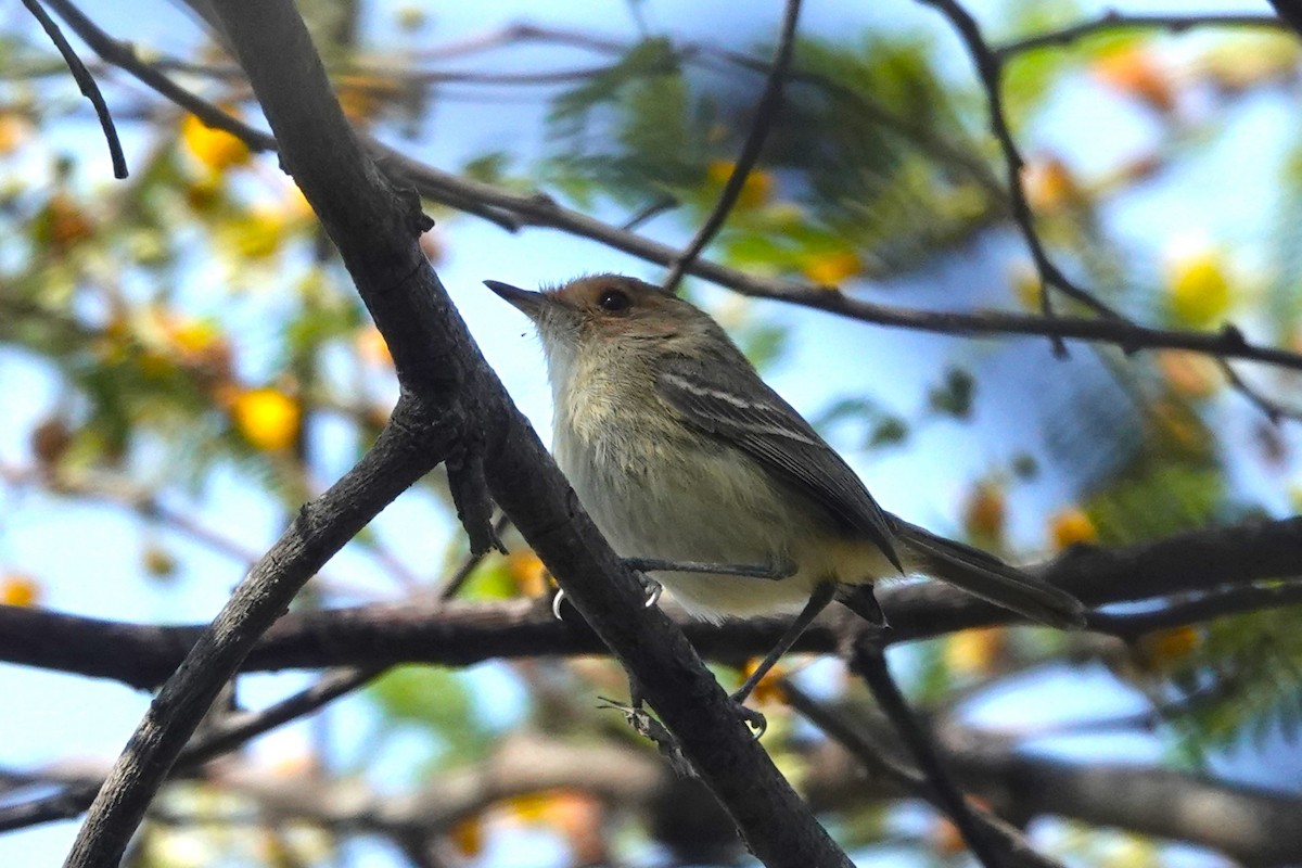 Fulvous-faced Scrub-Tyrant - ML647037981