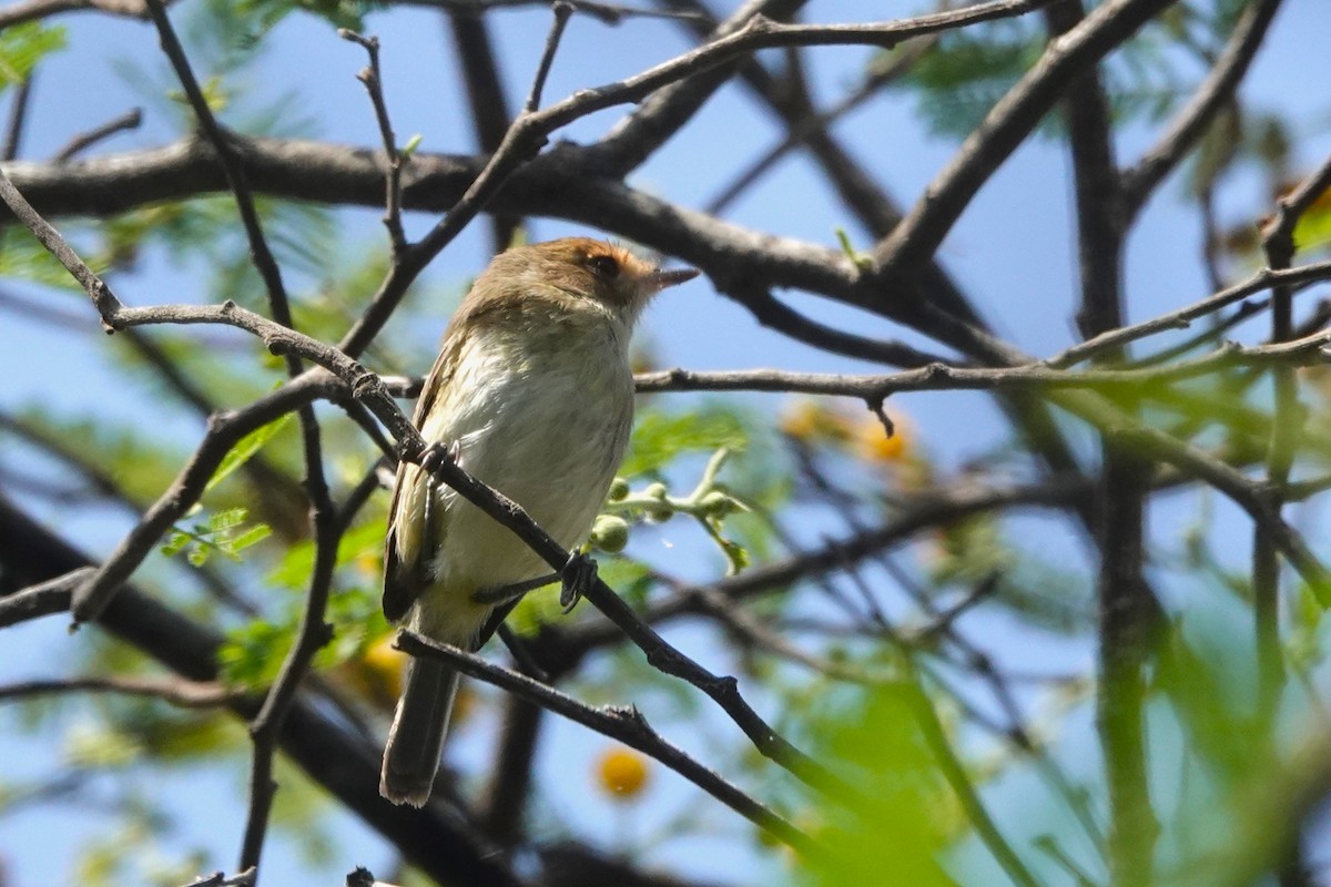 Fulvous-faced Scrub-Tyrant - ML647037982