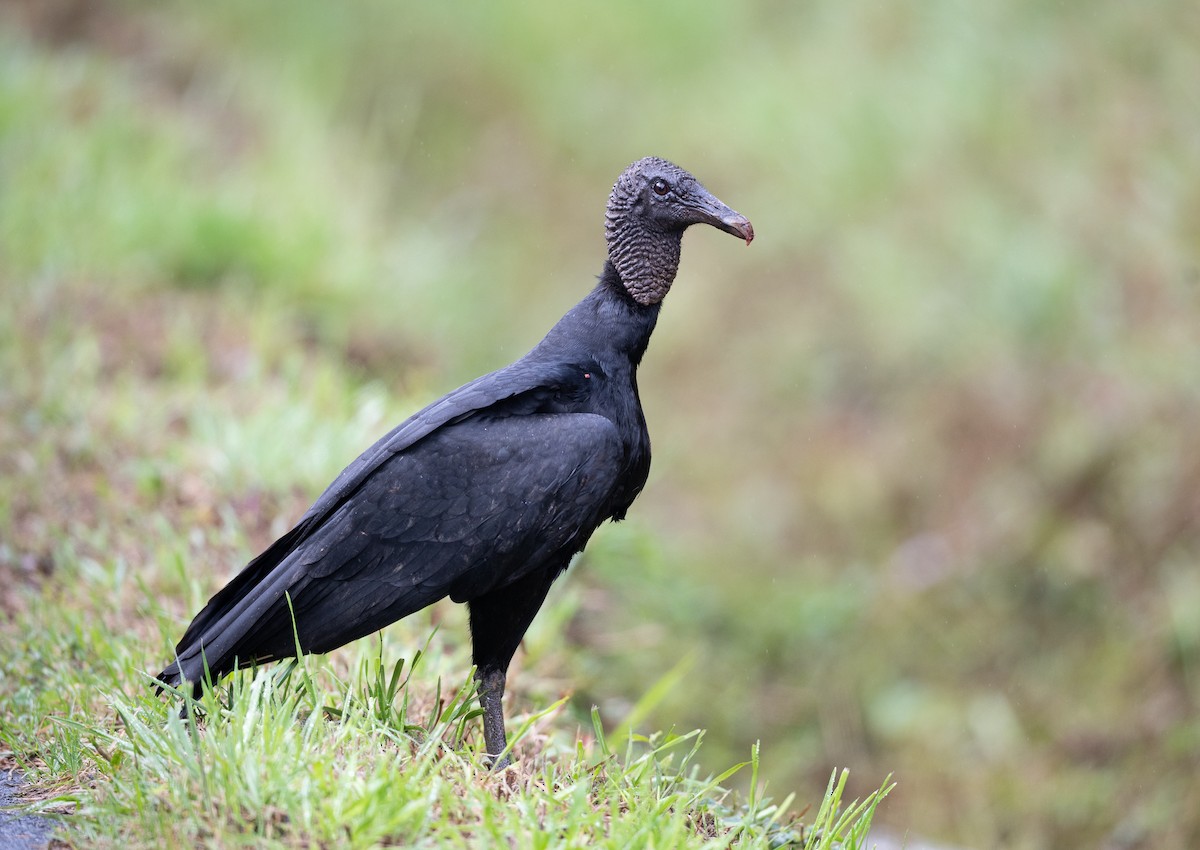 Black Vulture - ML647037983