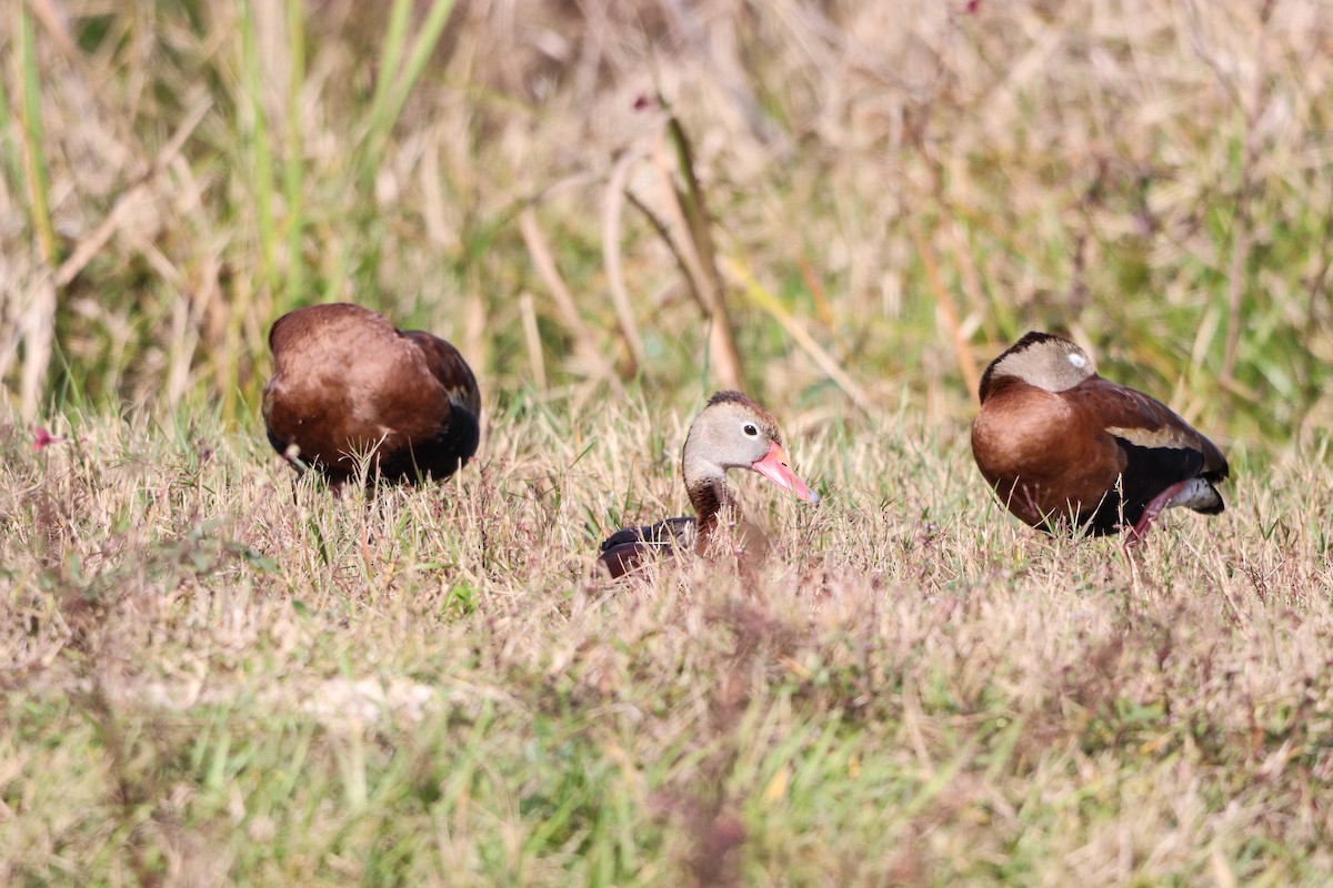 Красноклювая древесная утка - ML647037987