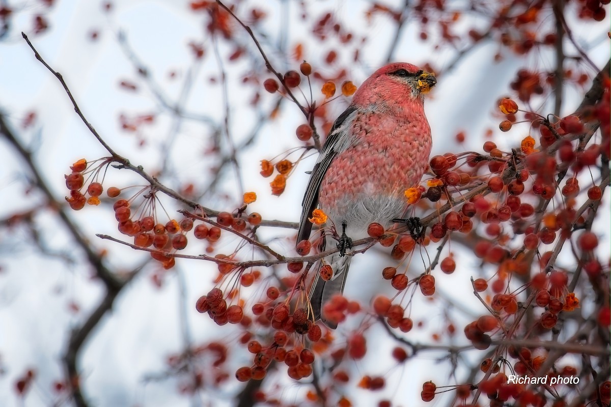 פתיאלי אורנים - ML647037988