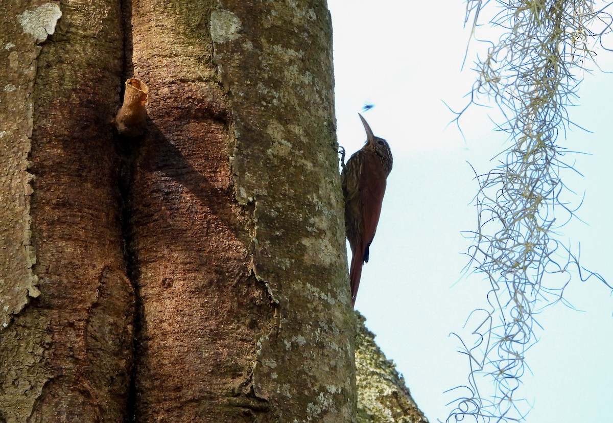Streak-headed Woodcreeper - ML647037989