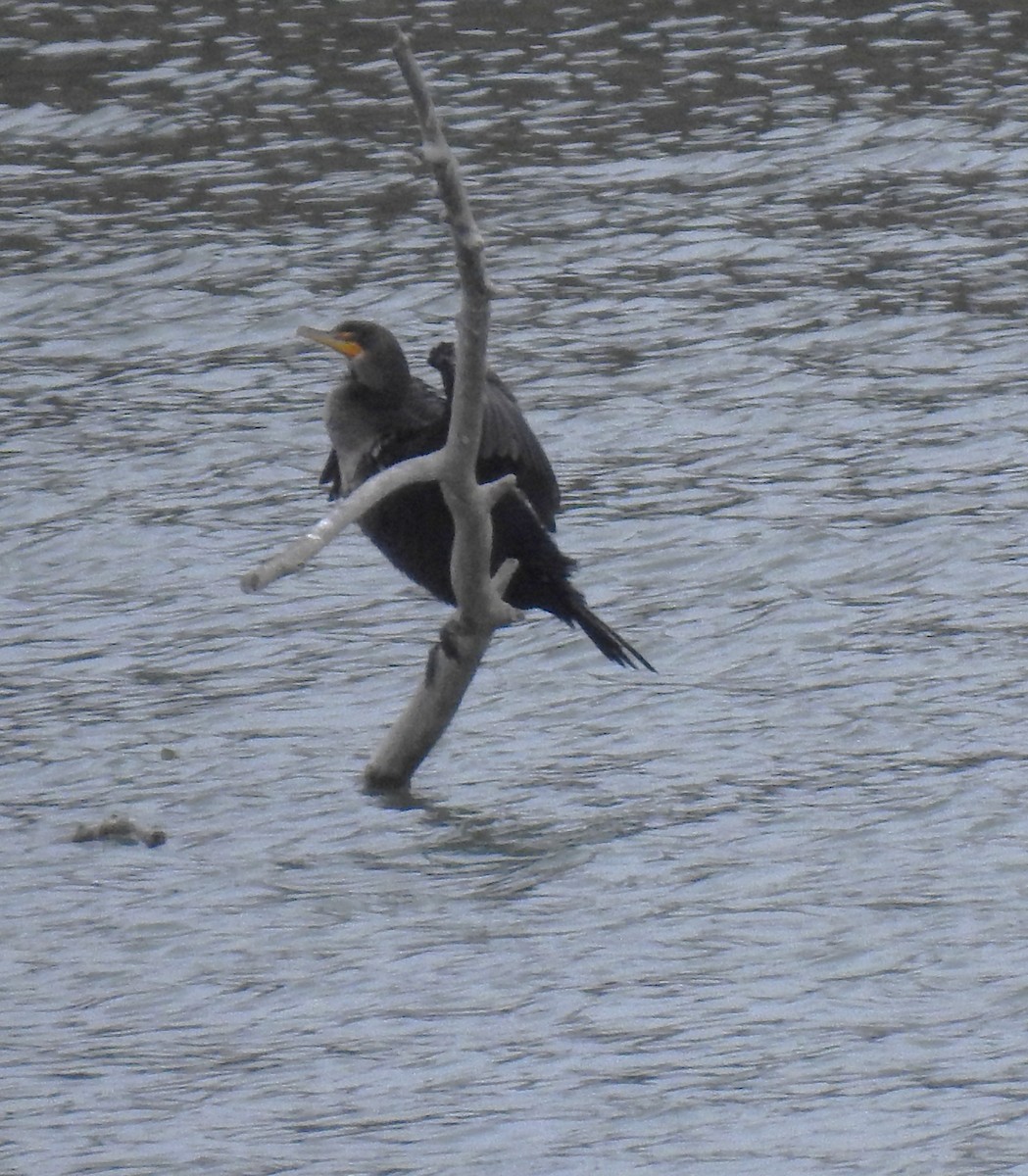 Double-crested Cormorant - ML647037993