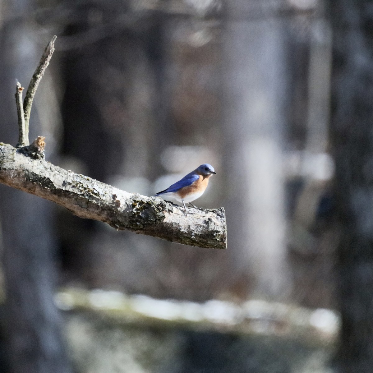 Eastern Bluebird - ML647037995