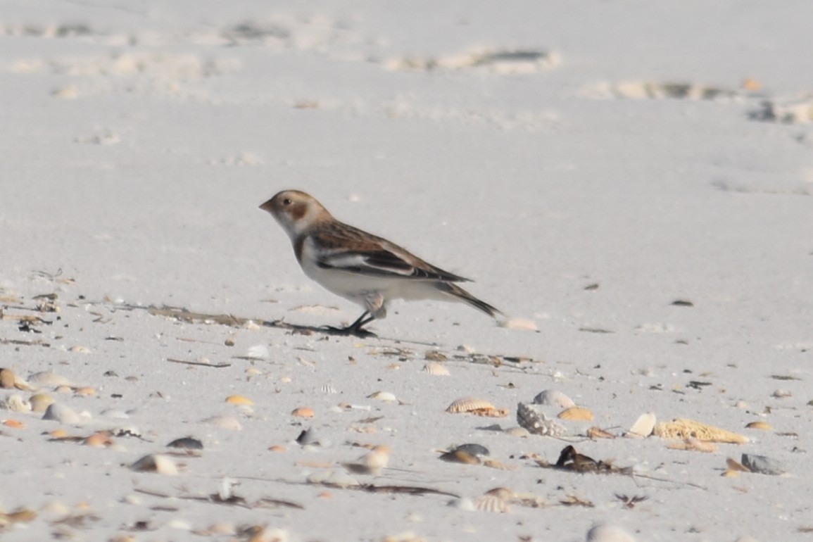 Snow Bunting - ML647038004