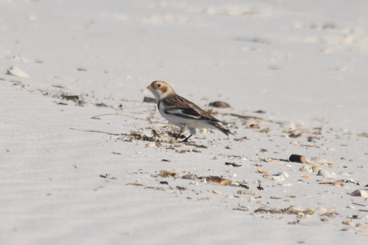 Snow Bunting - ML647038005