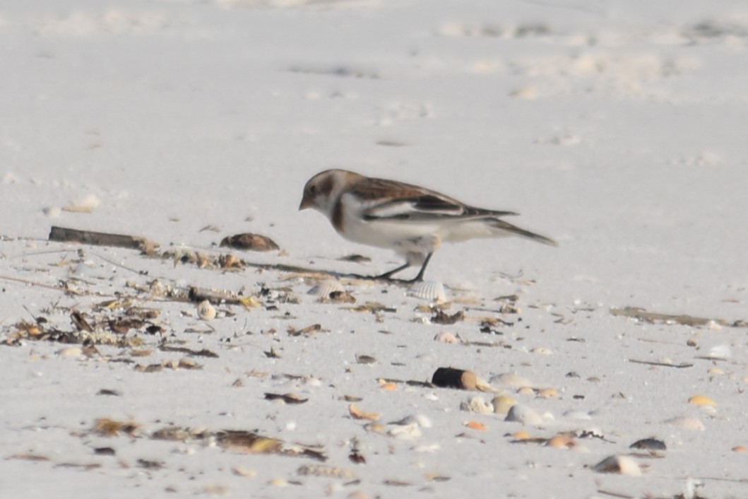 Snow Bunting - ML647038006