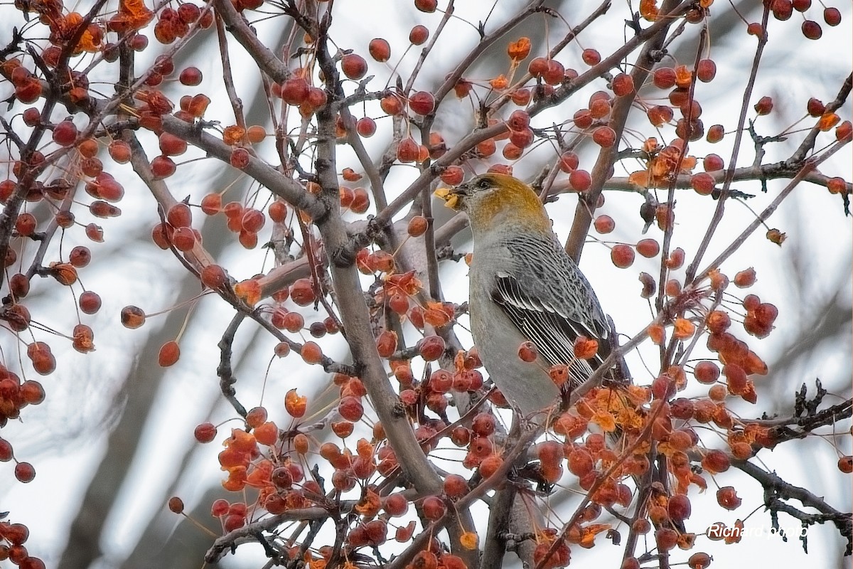 פתיאלי אורנים - ML647038007