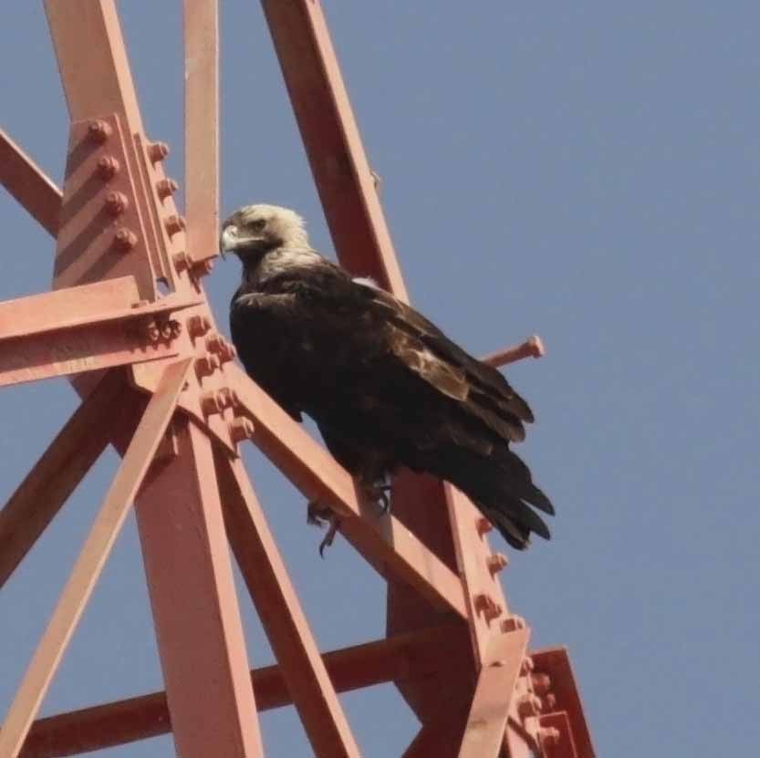 白肩鵰 - ML647038020