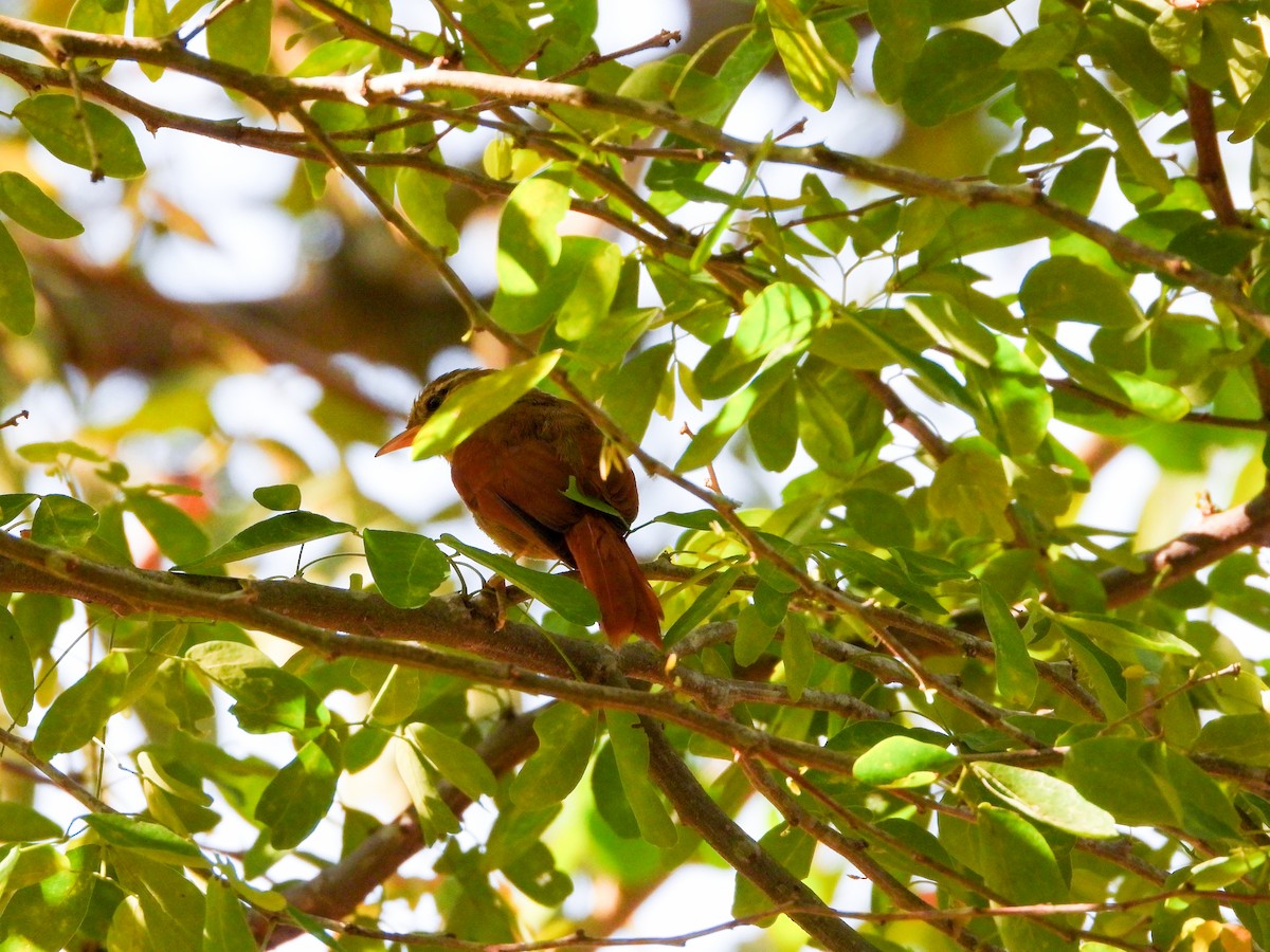 Crested Spinetail - ML647038021
