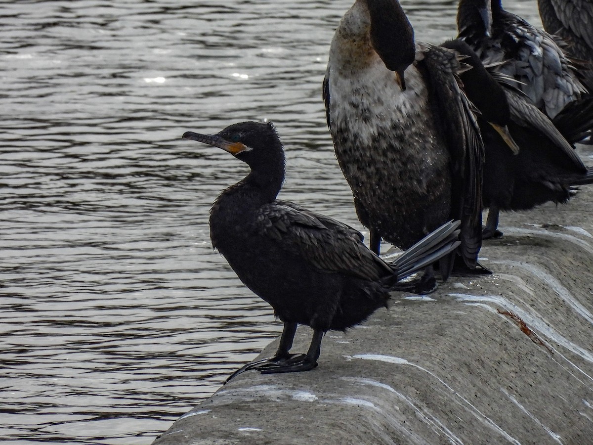 Neotropic Cormorant - ML647038024