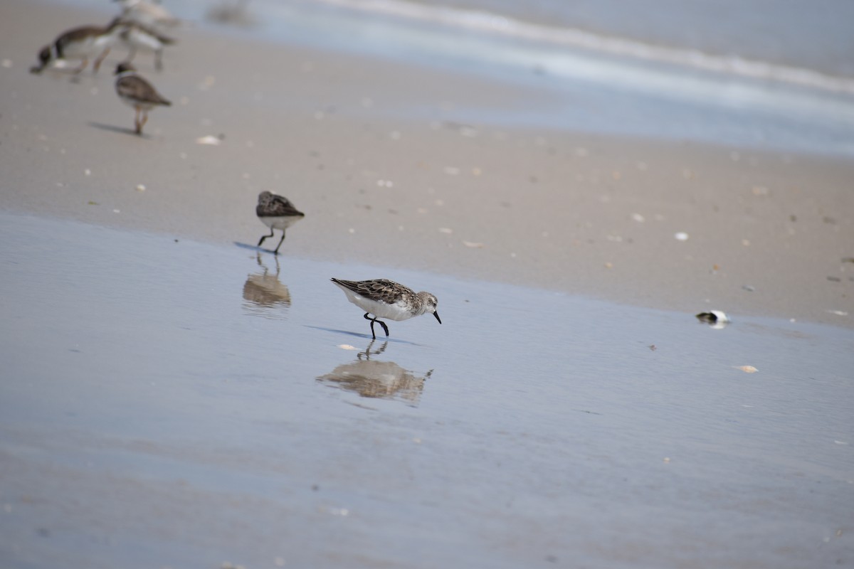 Semipalmated Sandpiper - ML647038027