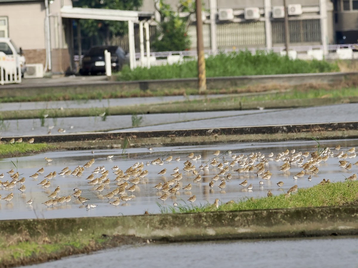 Pacific Golden-Plover - ML647038029