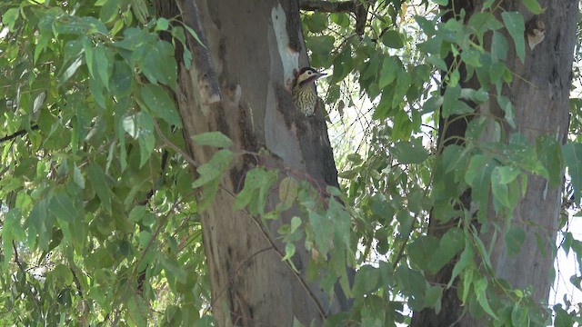 Green-barred Woodpecker - ML647038032