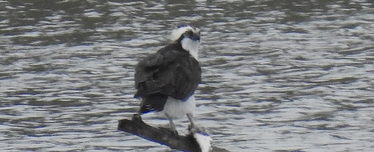 Osprey - ML647038034