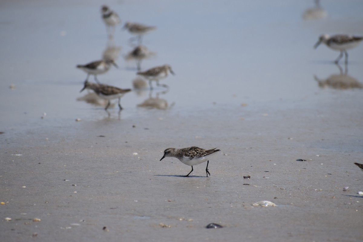 Semipalmated Sandpiper - ML647038036