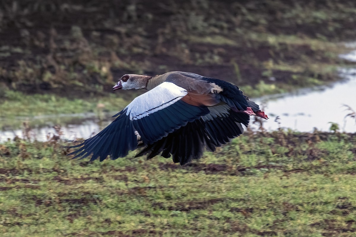 husice nilská - ML647038053