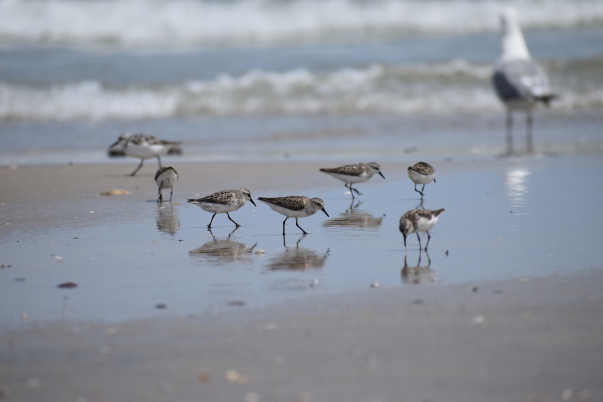 Semipalmated Sandpiper - ML647038055
