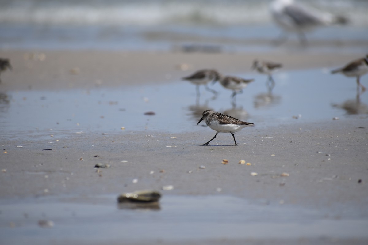 Semipalmated Sandpiper - ML647038067