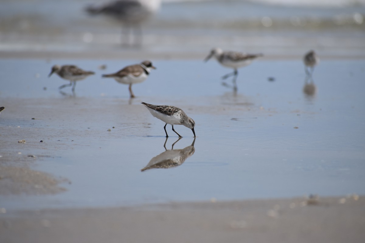 Semipalmated Sandpiper - ML647038068