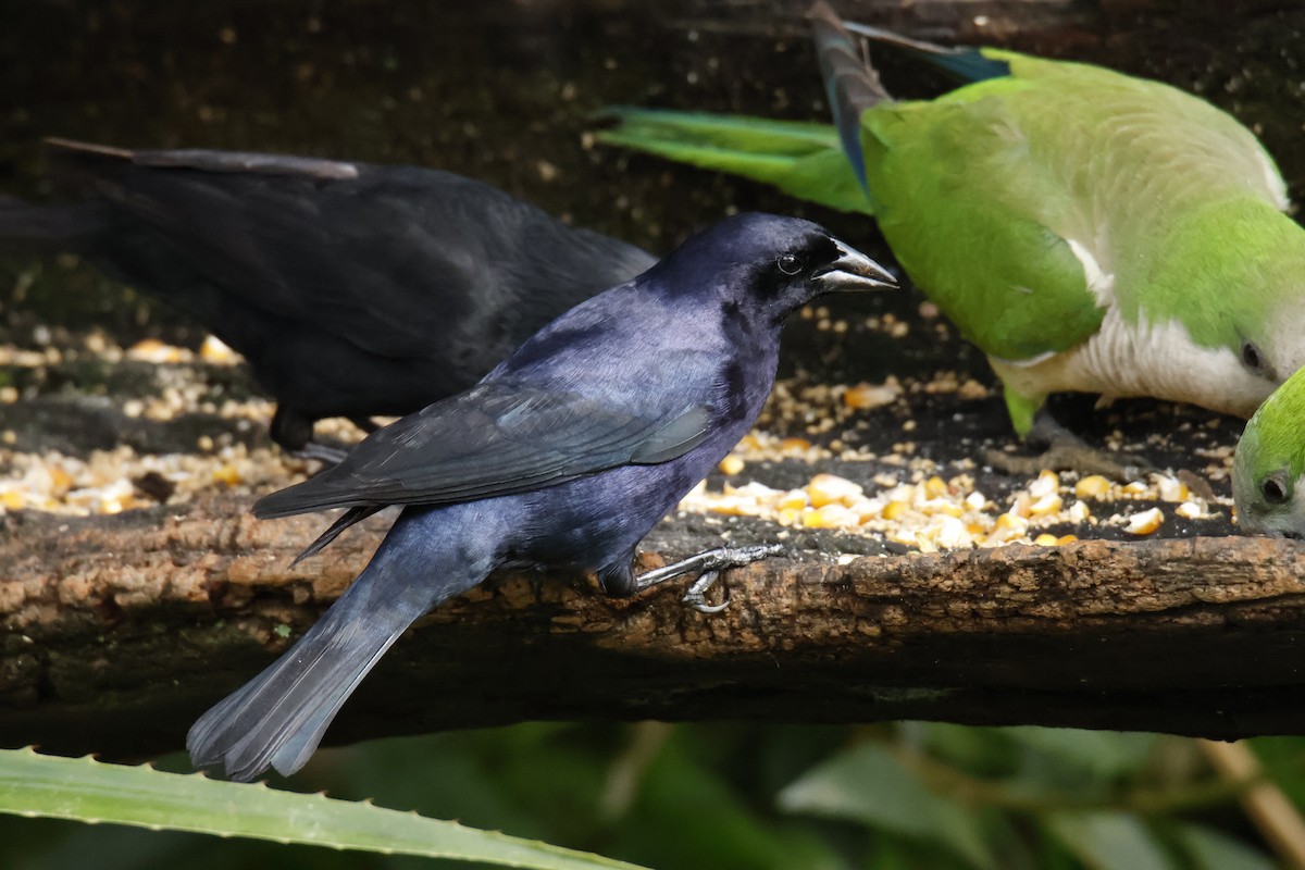 Shiny Cowbird - ML647038080