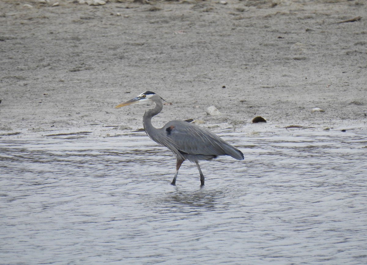 Great Blue Heron - ML647038086