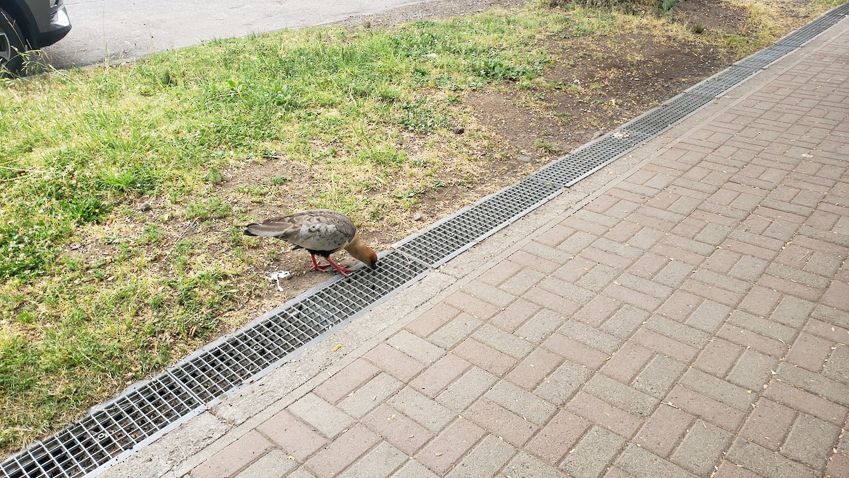 İbikli Sarıca Aynak - ML647038087