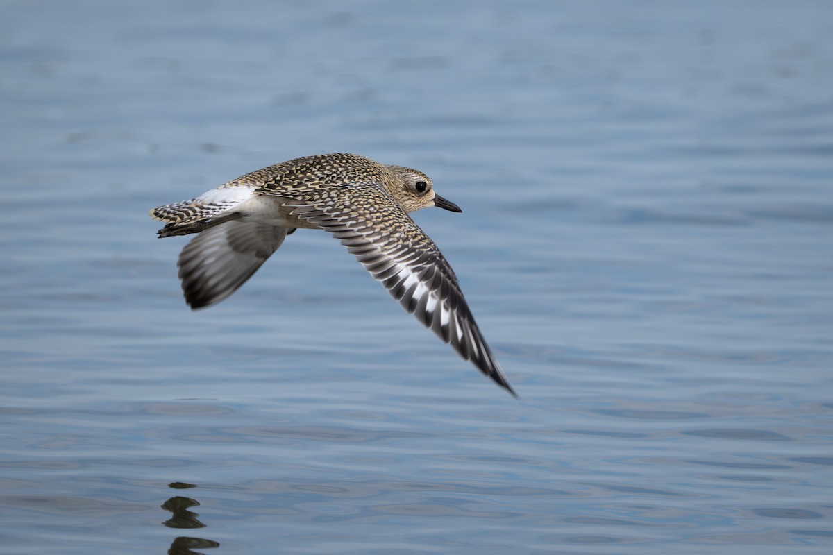 Gümüş Yağmurcun - ML647038088