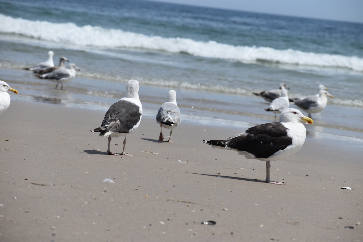 Great Black-backed Gull - ML647038091