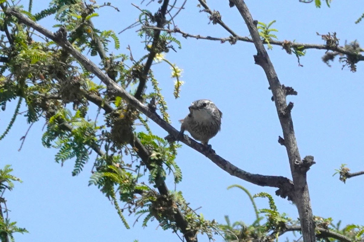 Necklaced Spinetail - ML647038101