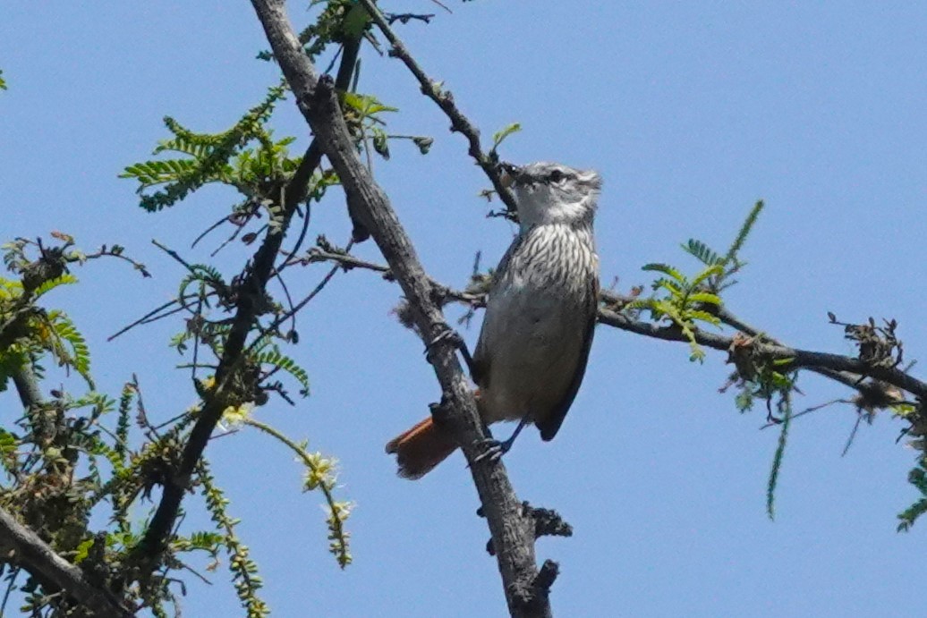 Necklaced Spinetail - ML647038102