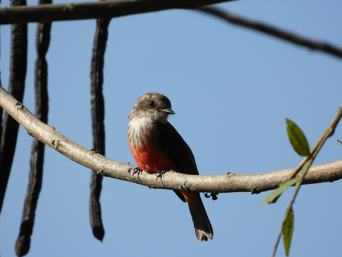 Vermilion Flycatcher - ML647038105