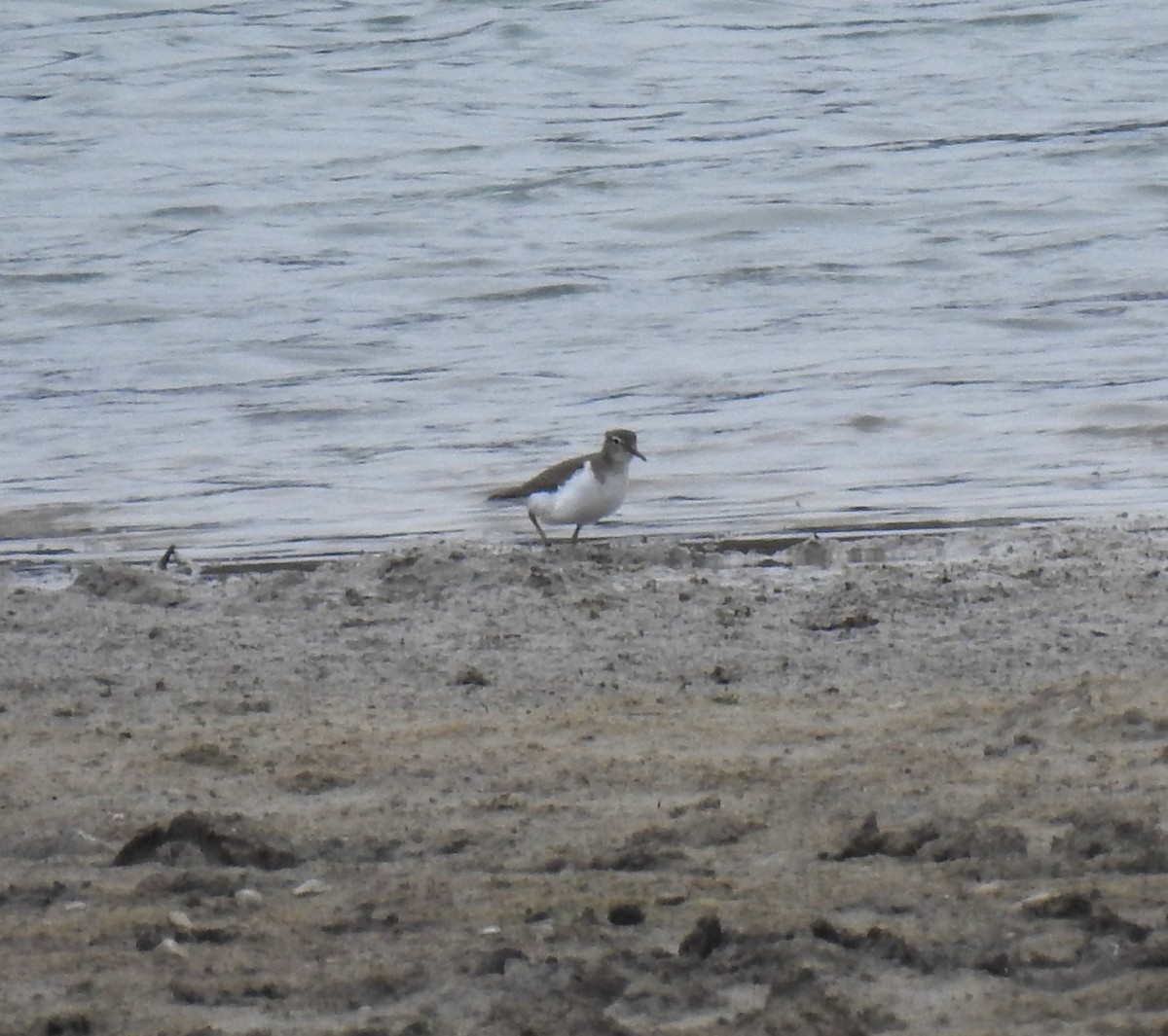 Spotted Sandpiper - ML647038108