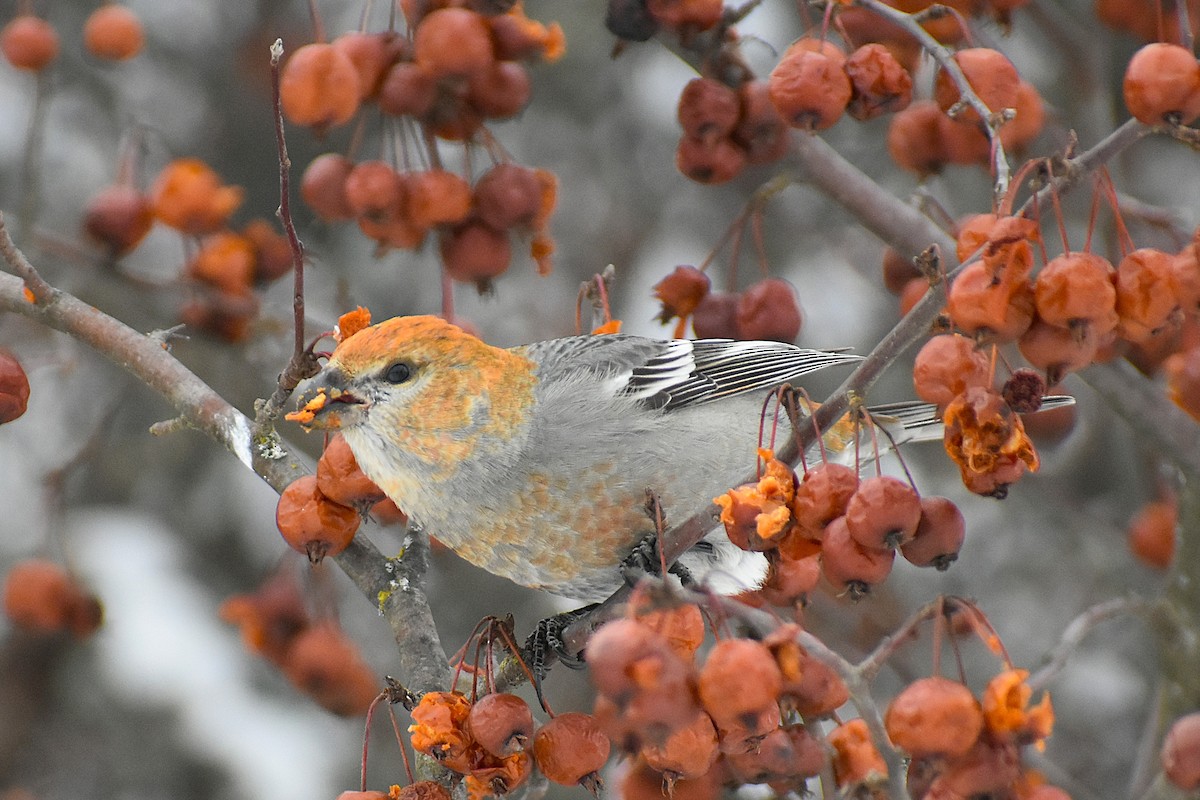 Pine Grosbeak - ML647038127