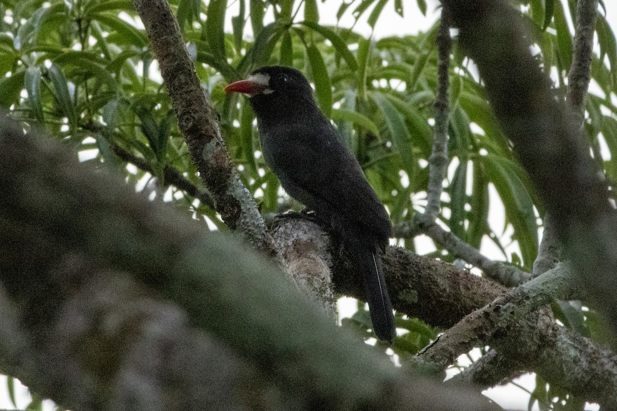 White-fronted Nunbird - ML647038130
