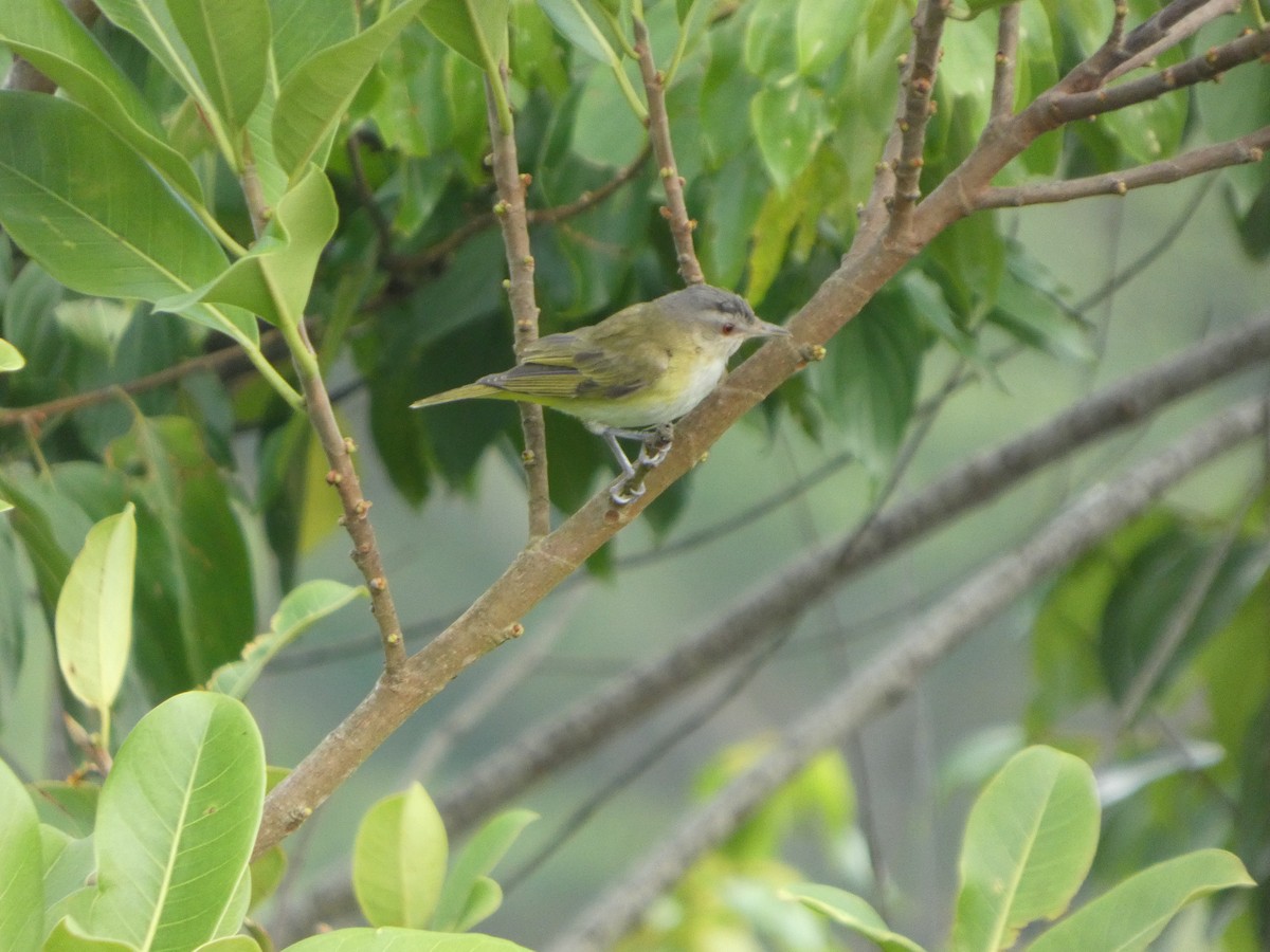 Yellow-green Vireo - ML647038132